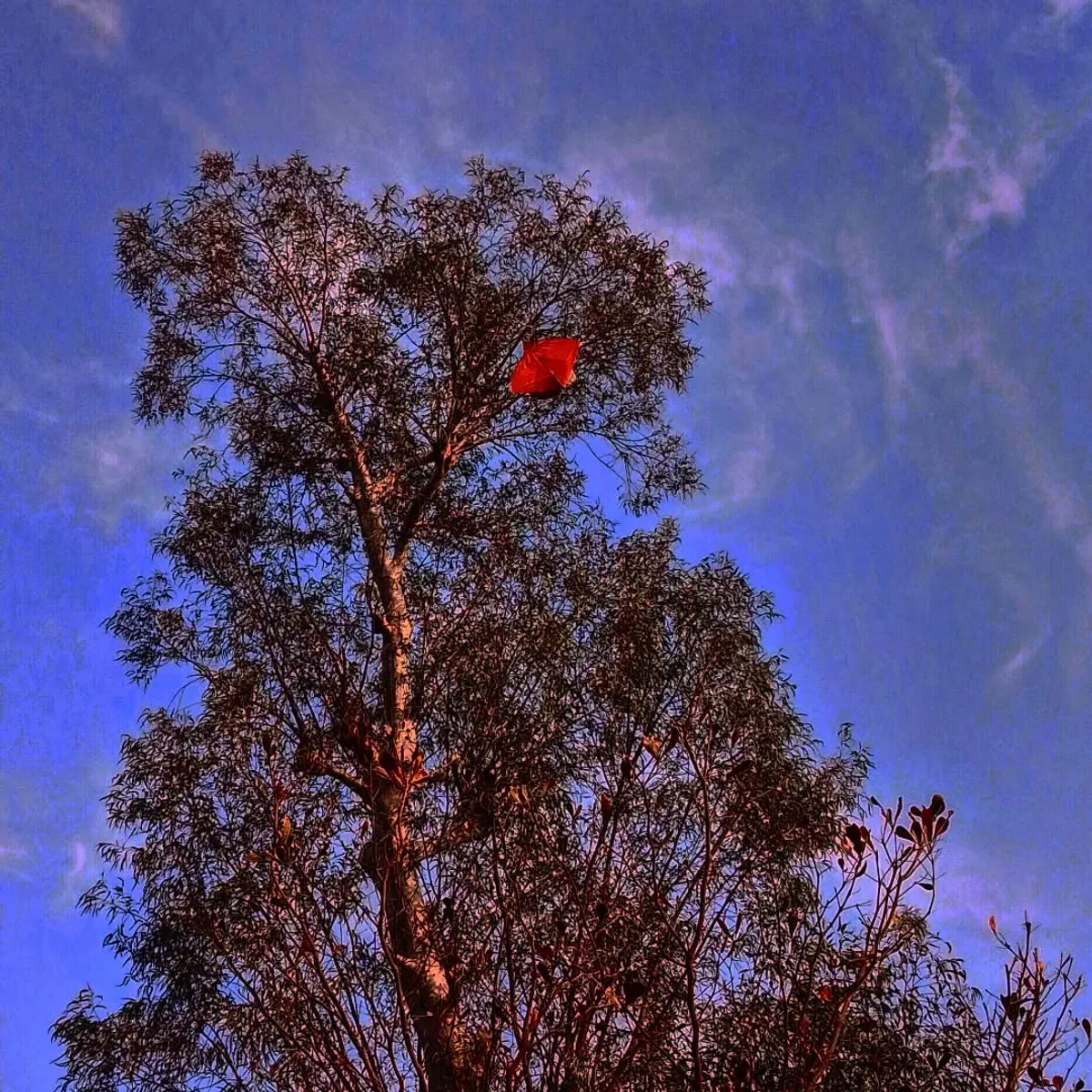 The Red Kite - Atmospheric photography by Sagheer Akram