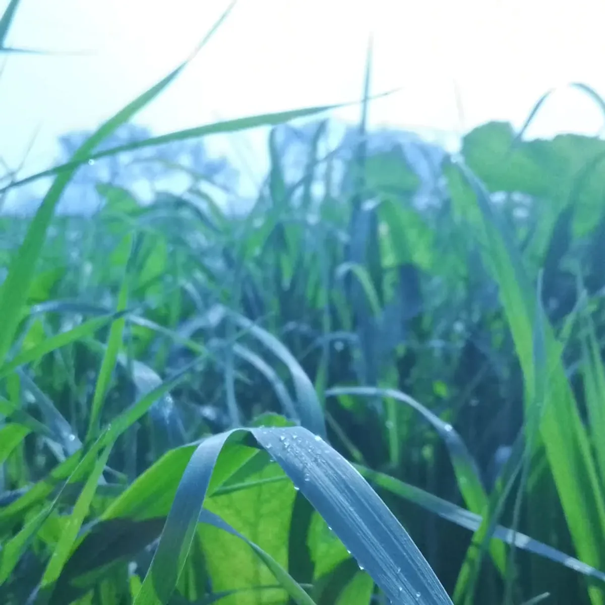 Dew-Kissed - Nature photography by Sagheer Akram