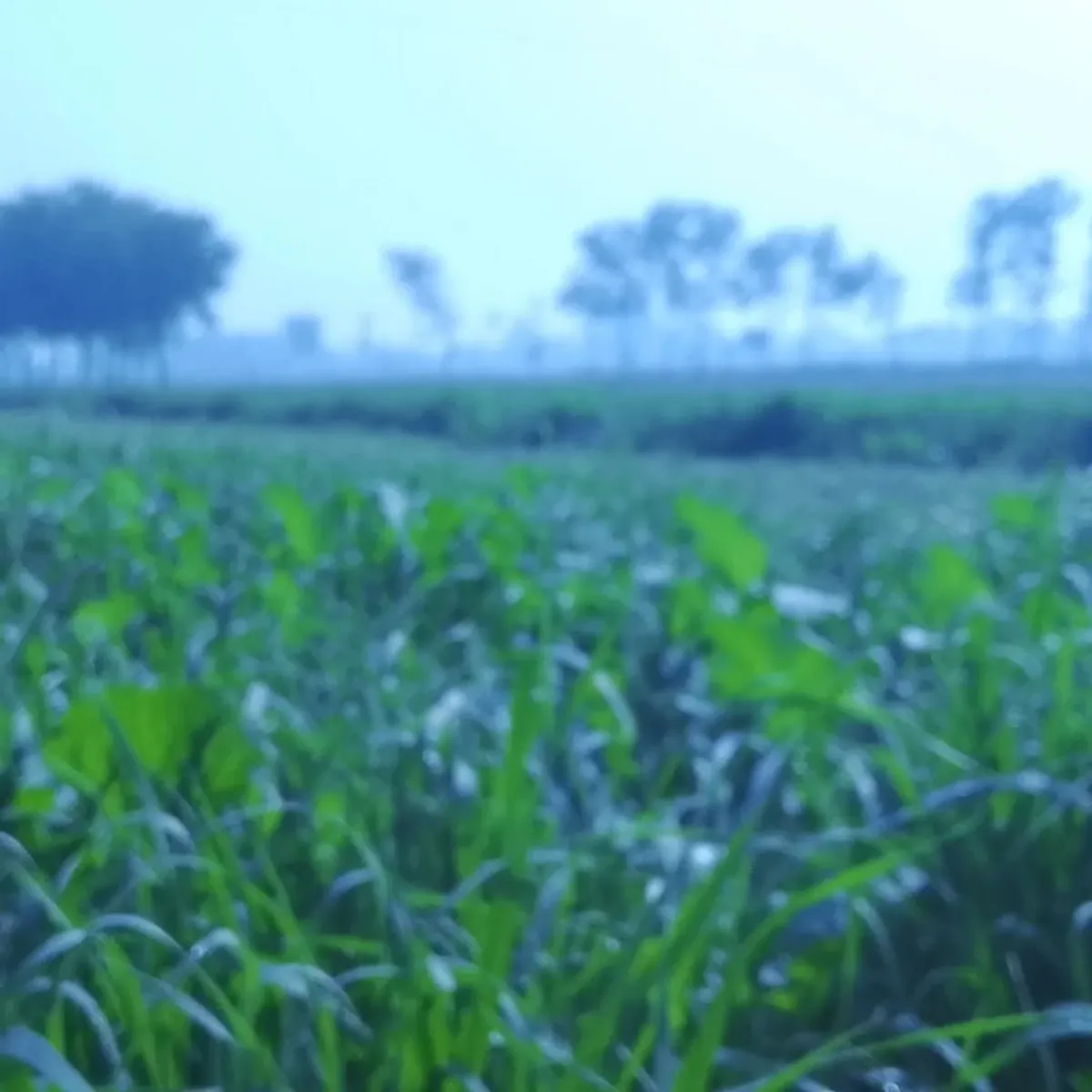 Mist-Veiled Field - Atmospheric photography by Sagheer Akram