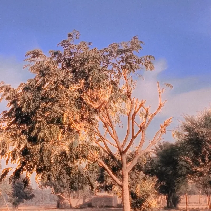 Forest Floor - Nature photography by Sagheer Akram