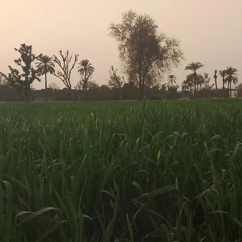 Forest Walk - Nature photography by Sagheer Akram
