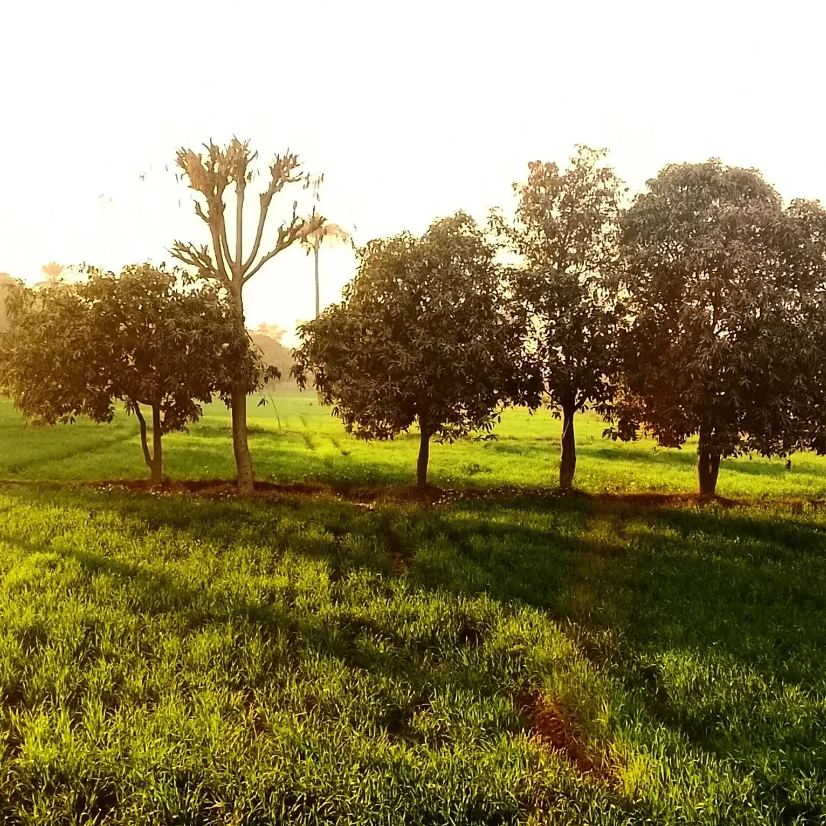 Overgrowth - Nature photography by Sagheer Akram