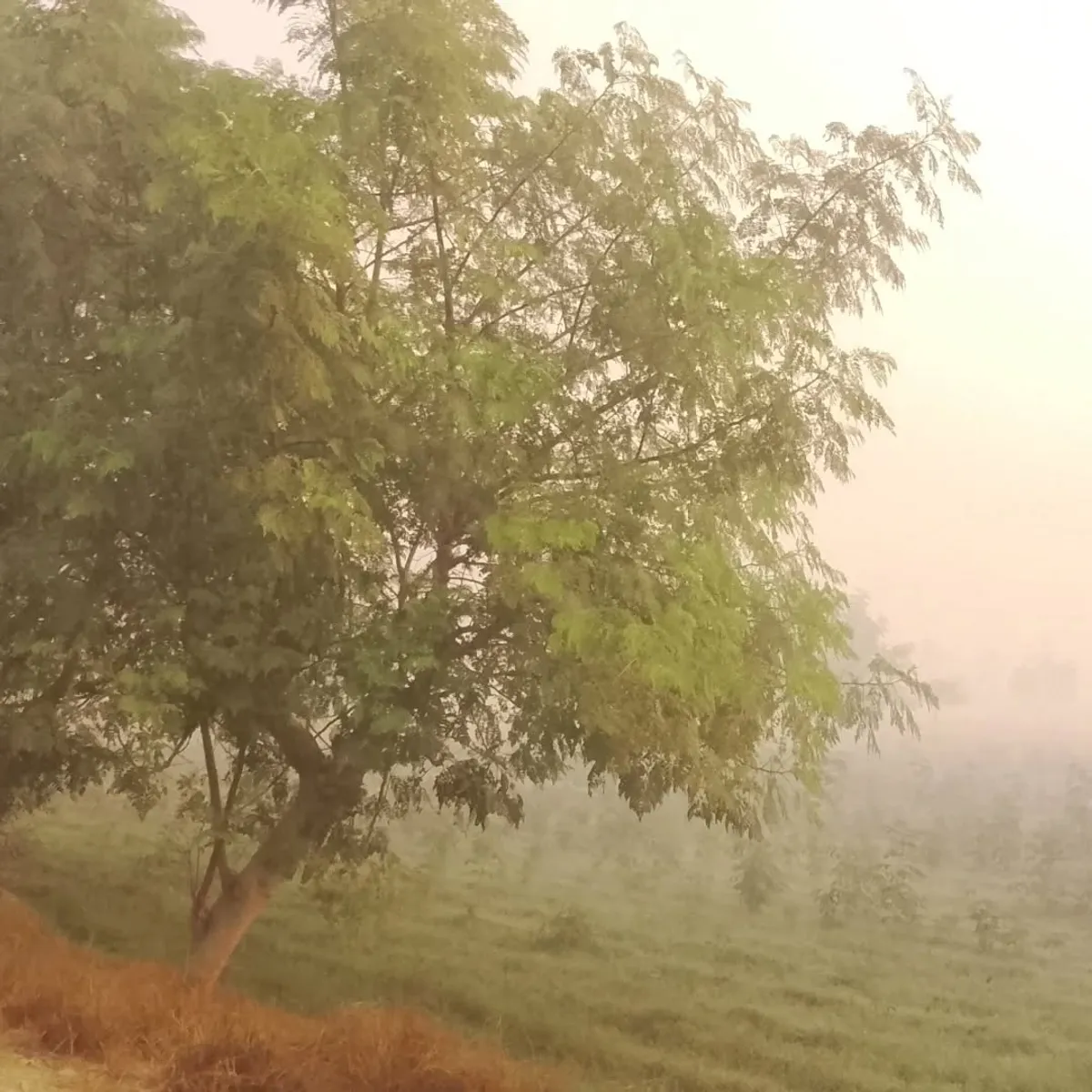 Field Rhythms - Nature photography by Sagheer Akram