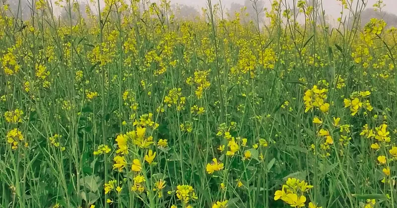 Heartbeat - Nature photography by Sagheer Akram