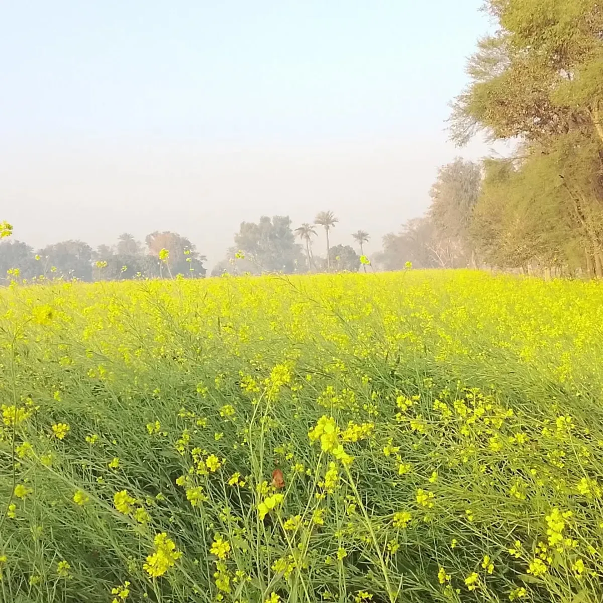 Soft Focus Nature - Atmospheric photography by Sagheer Akram
