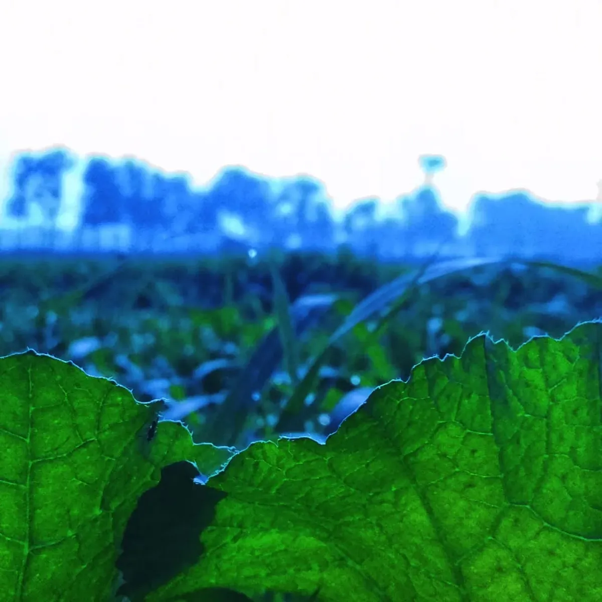 Macro Verdance - Nature photography by Sagheer Akram