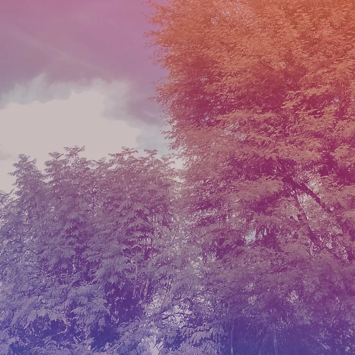 Gradient Woods - Atmospheric photography by Sagheer Akram